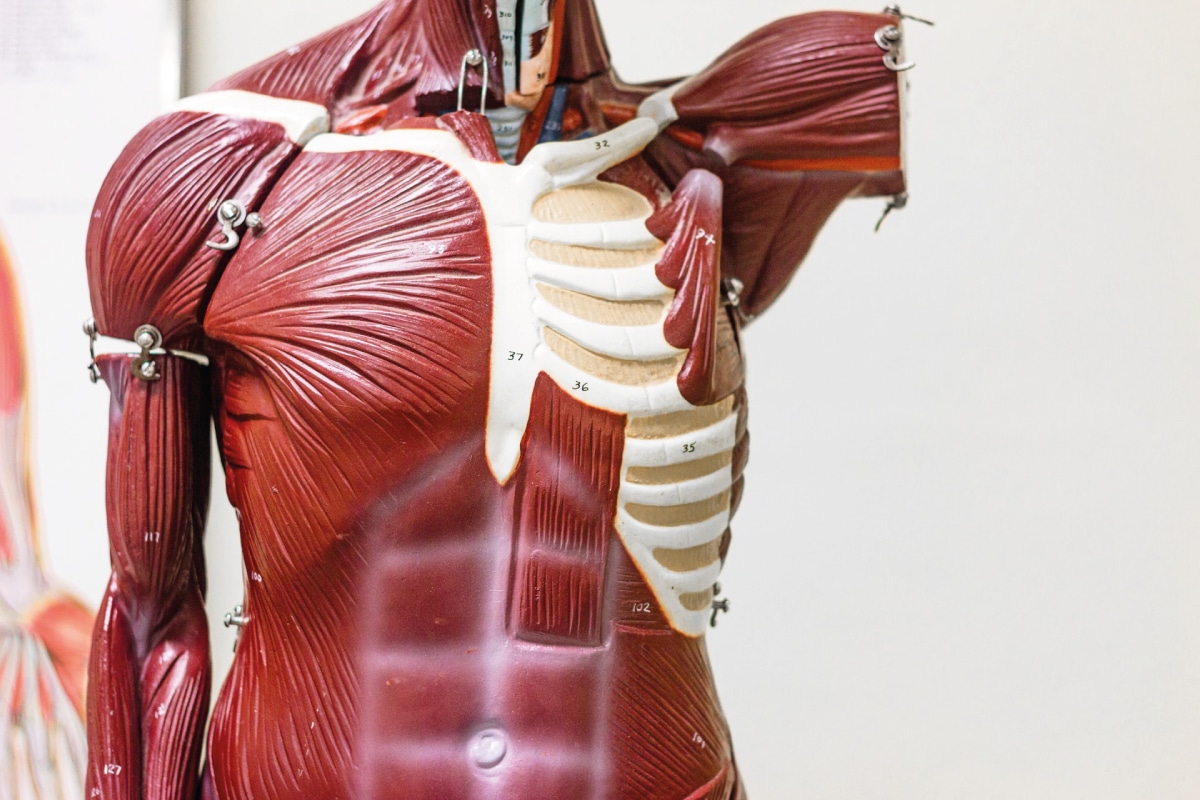 The Muscular System